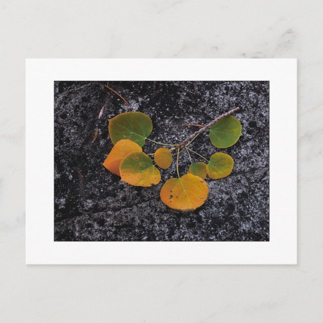 "HerbstShades" Postkarte (Vorderseite)