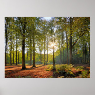 Herbstsonne im Wald Poster