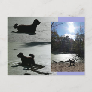 Herbstsonne mit Hund im Wasser DIY Postkarte