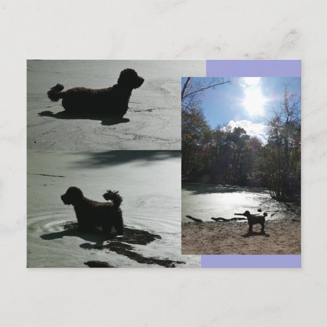 Herbstsonne mit Hund im Wasser DIY Postkarte (Vorderseite)