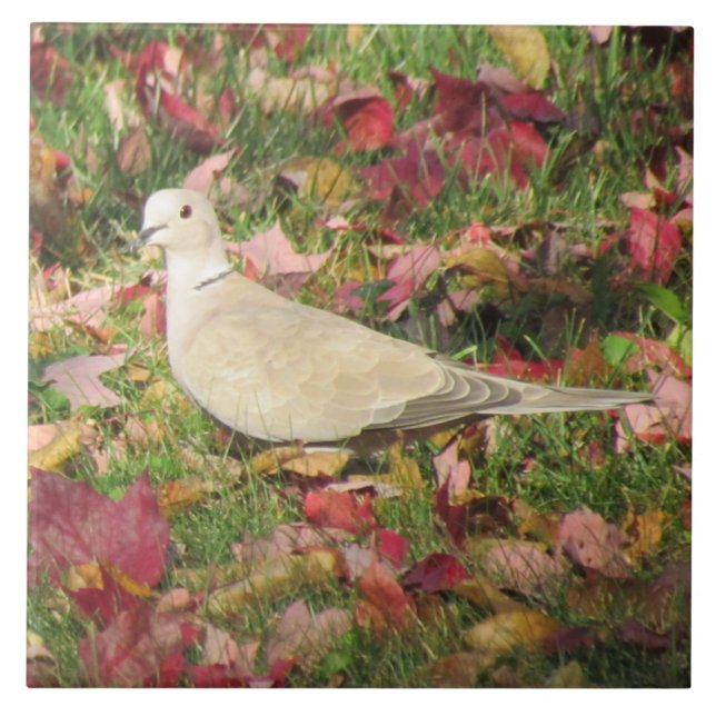 Herbsttaube Fliese (Vorderseite)