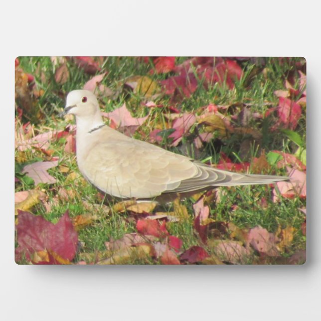 Herbsttaube Fotoplatte (Vorderseite)