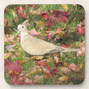 Herbsttaube Untersetzer