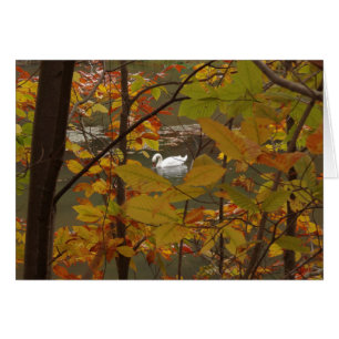 Herbstteich mit Schwan
