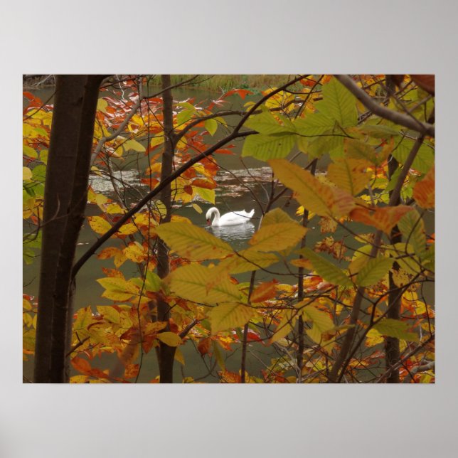 Herbstteich mit Schwan Poster (Vorne)