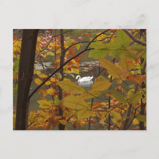 Herbstteich mit Schwan Postkarte (Vorderseite)