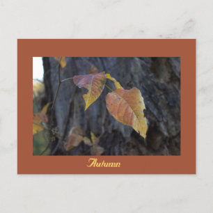 Herbstübergänge auf Baumkarte Postkarte