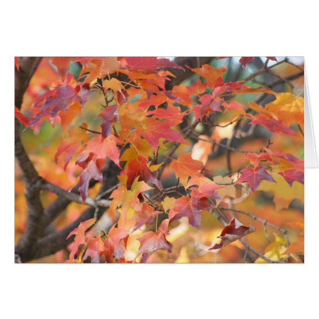Herbstunterschiede 3 (Vorderseite (Horizontal))