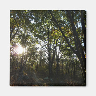 Herbstvormittag im Shenandoah-Nationalpark Magnet