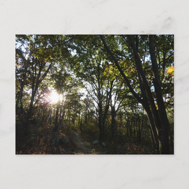 Herbstvormittag im Shenandoah-Nationalpark Postkarte (Vorderseite)