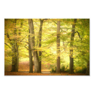 Herbstwald (4391) fotodruck