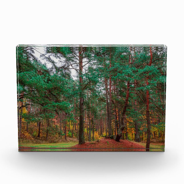 Herbstwald Fotoblock (Vorderseite)