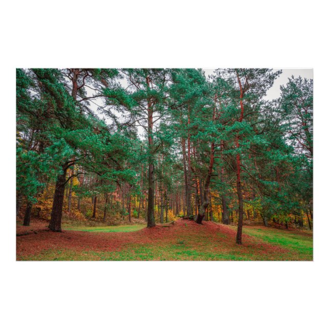 Herbstwald Fotodruck (Vorne)