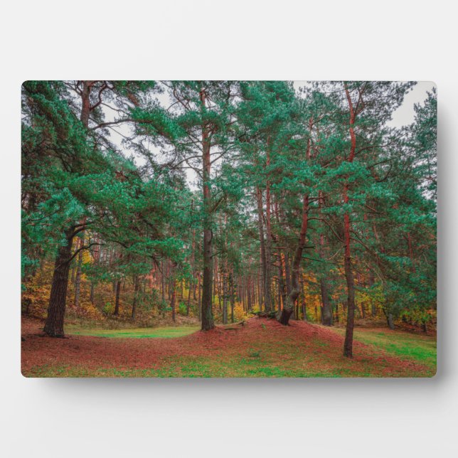 Herbstwald Fotoplatte (Vorderseite)