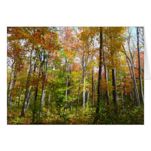 Herbstwald I Herbstlandschaftsfotografie