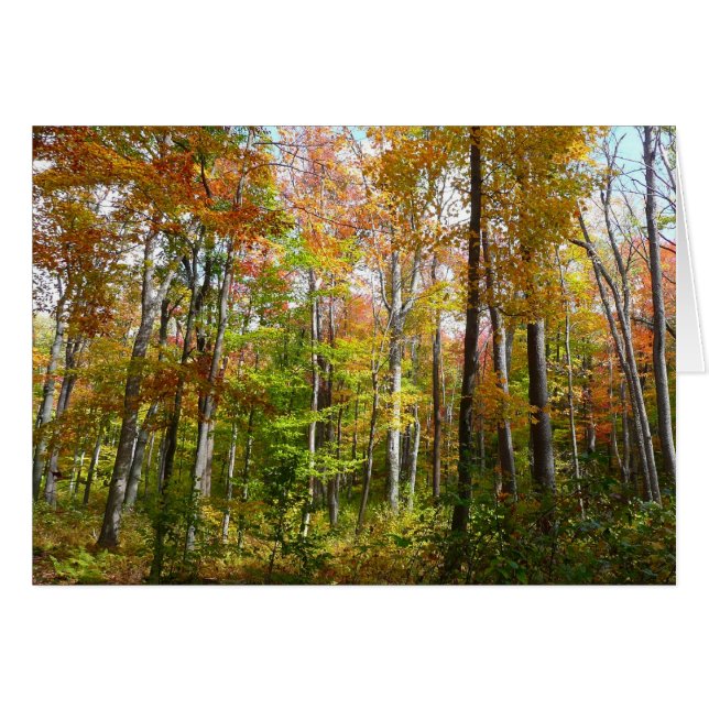 Herbstwald I Herbstlandschaftsfotografie (Vorderseite (Horizontal))