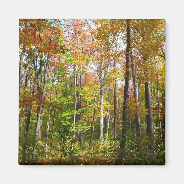 Herbstwald I Herbstlandschaftsfotografie Magnet (Vorne)