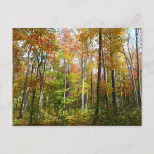 Herbstwald I Herbstlandschaftsfotografie Postkarte