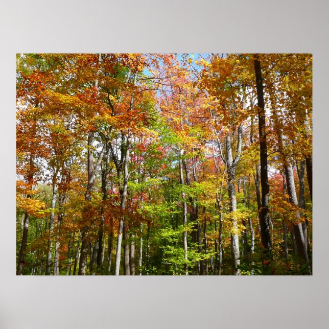 Herbstwald II Herbstlandschaftsfotografie Poster (Vorne)