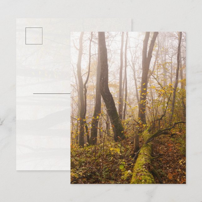 Herbstwald in Nebelatmosphäre Postkarte (Vorne/Hinten)