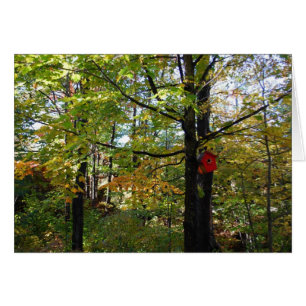 Herbstwald in Nord-Orntario