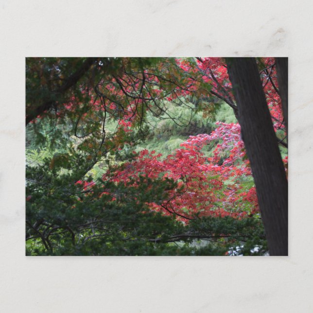 Herbstwald Postkarte (Vorderseite)