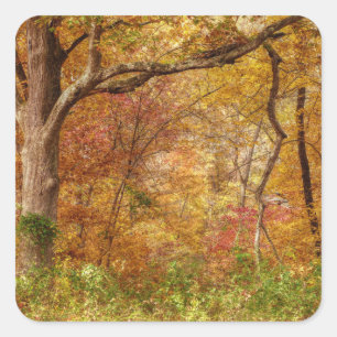 Herbstwald Quadratischer Aufkleber