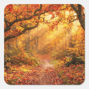 Herbstwald Quadratischer Aufkleber