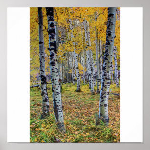 Herbstwälder Poster