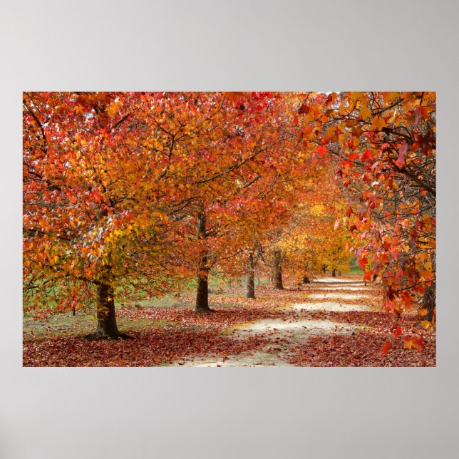 Herbstweg Poster (Vorne)