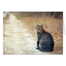 Herbstweg Tabby