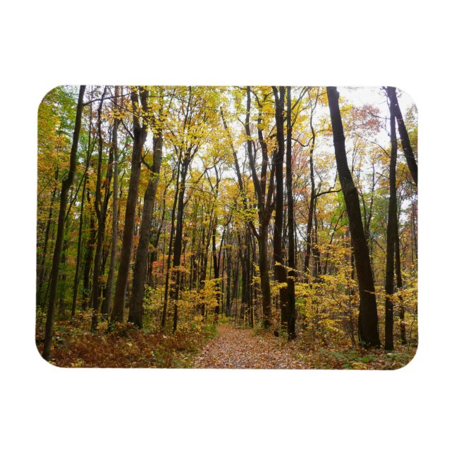 Herbstweg und Golden Blätter im Laurel Hill Park Magnet (Horizontal)