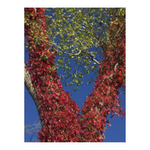 Herbstweine auf Baumplakat