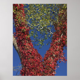 Herbstweine auf Baumplakat Poster