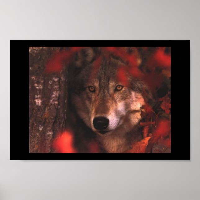 Herbstwolf Poster (Vorne)