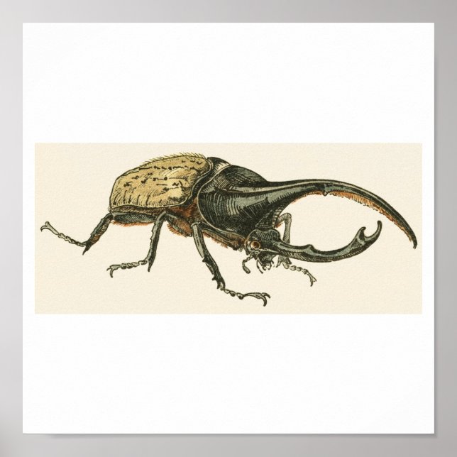 Hercules Beetle Poster (Vorne)