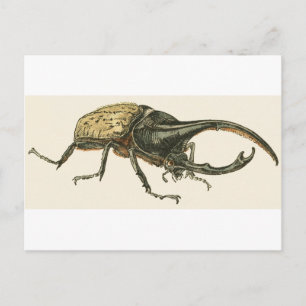 Hercules Beetle Postkarte