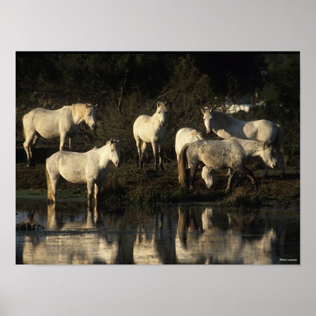 Herd Camargue Ponies Stehend im Wasser Poster (Vorne)