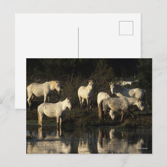 Herd Camargue Ponies Stehend im Wasser Postkarte (Vorne/Hinten)