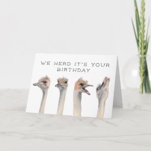 Herd ist Ihr Geburtstag Straußenvögel Karte