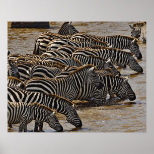 Herd of Burchell's Zebras drinking from Mara Poster