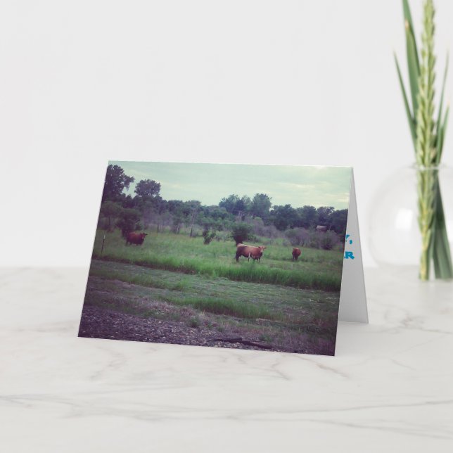 "Herd of Cows" Get Well Card Karte (Vorderseite)