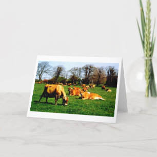 Herd of Jersey cows Karte