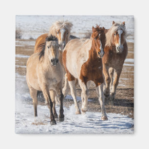 Herd of Mixed Breed Horses Running in the Snow Magnet