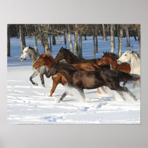 Herd Of Trakehner Horses Running In Snow Poster