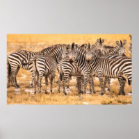 HERD VON ZEBRAS