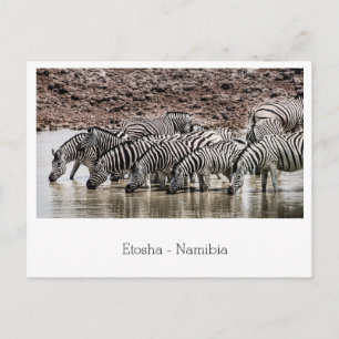 Herd Zebra von Waterhole in Etosha, Namibia Postkarte