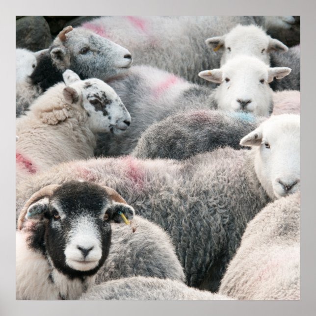 Herdbastgewächse Poster (Vorne)