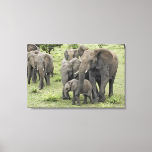 Herde afrikanischer Elefanten, Loxodonta africana, Leinwanddruck