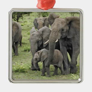 Herde afrikanischer Elefanten, Loxodonta africana, Ornament Aus Metall